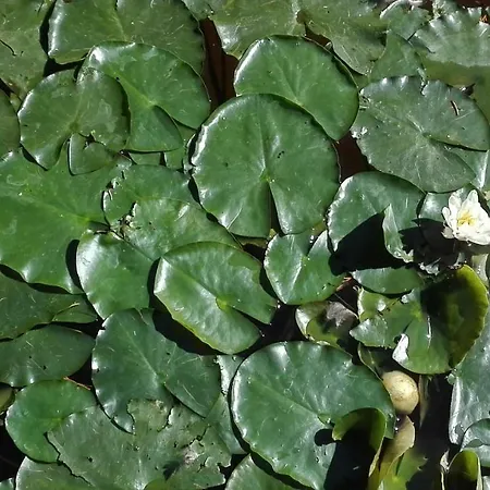 Bed and Breakfast De Zes Wielen